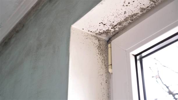 Mold Odor Removal Services in Hooper, NE