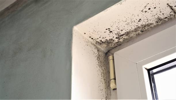 Best Real Estate Mold Inspection  in Hooper, NE