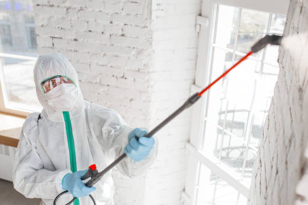 Best Mold Damage Restoration  in Hooper, NE