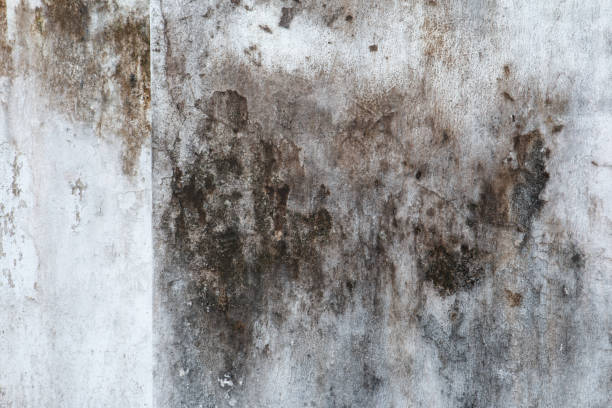 Best Mold Odor Removal Services  in Hooper, NE