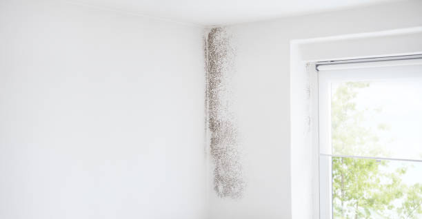 Best Mold-Related Health Consultation  in Hooper, NE