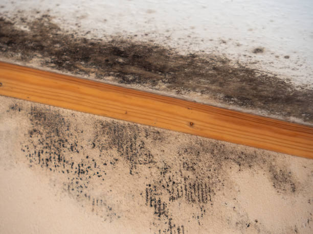 Best Water Damage & Mold Remediation  in Hooper, NE