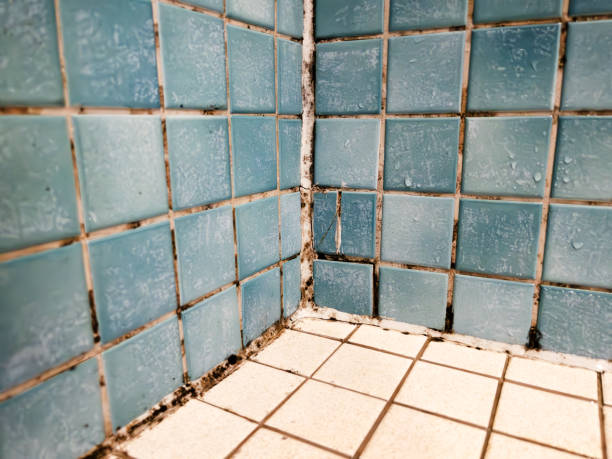 Trusted Hooper, NE Mold Removal Experts